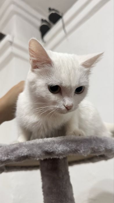 Отдам белую кошку с доставкой по У-ка