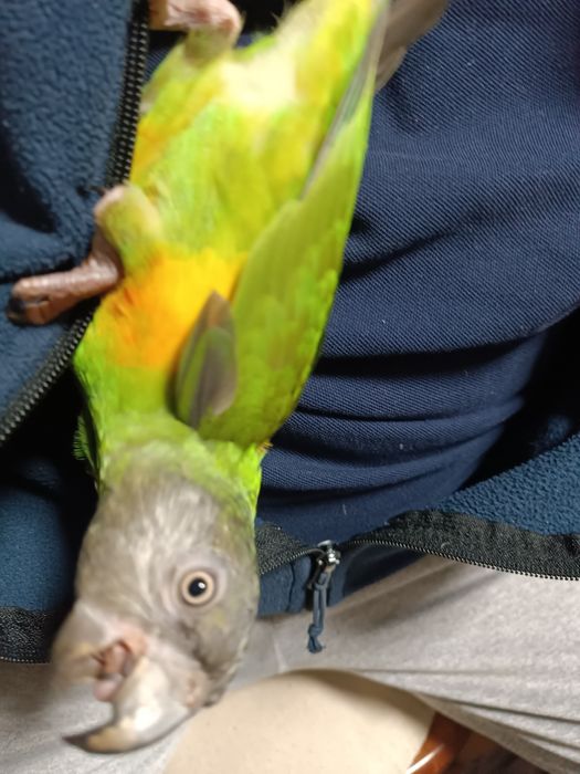 Vând papagal Senegal blând oferta