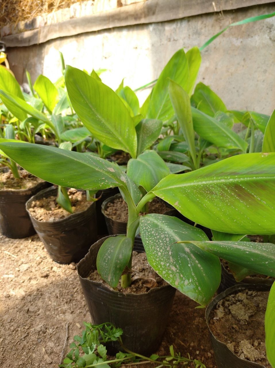 Banan papaya ko'chatlar sotiladi