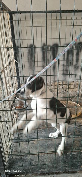 Чистакровный Алабай олти бармок хакикий.