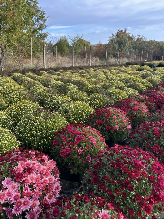 Crizanteme in ghiveci