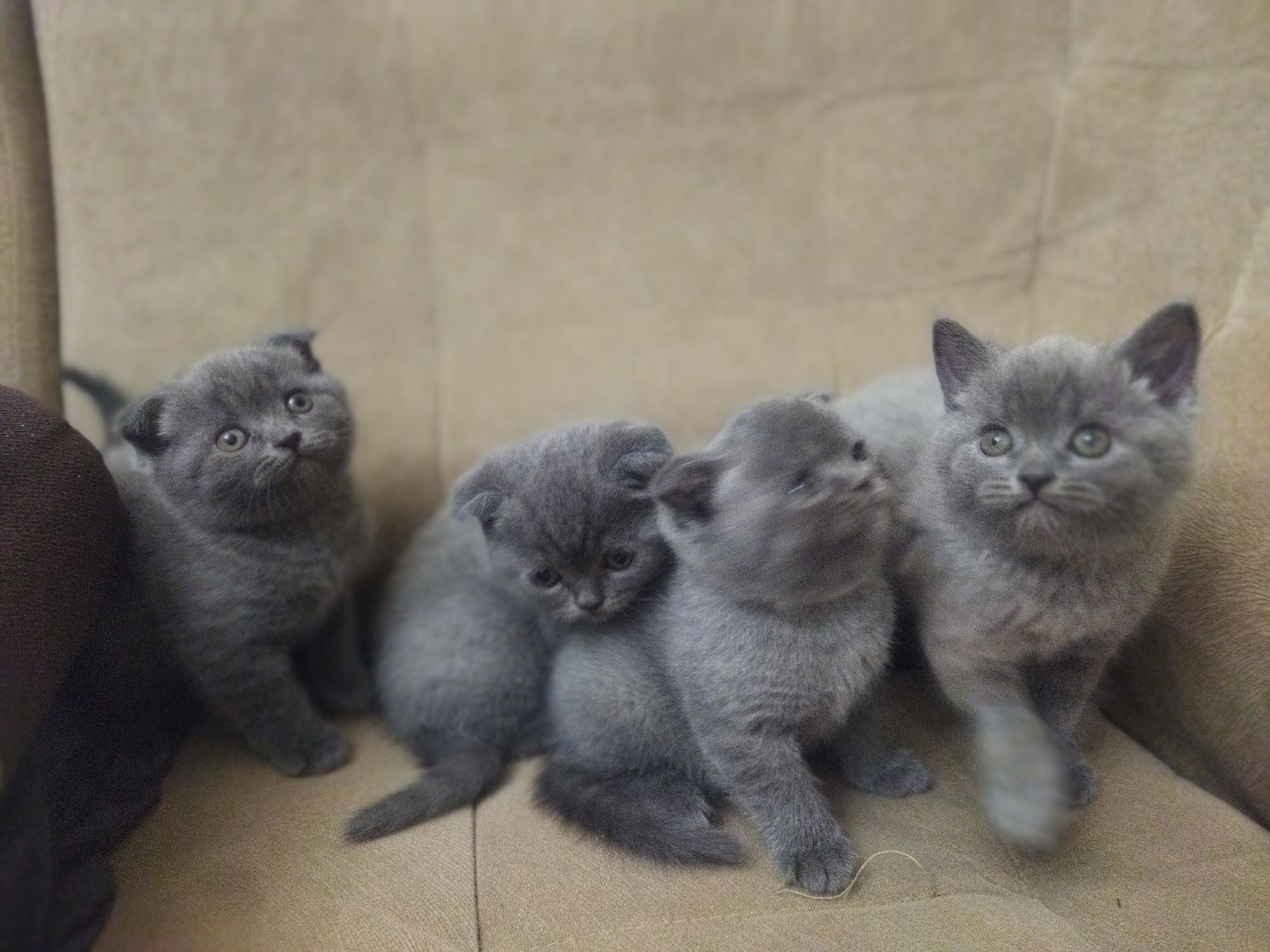 Продаются котята скотиш шотландские вислоухие