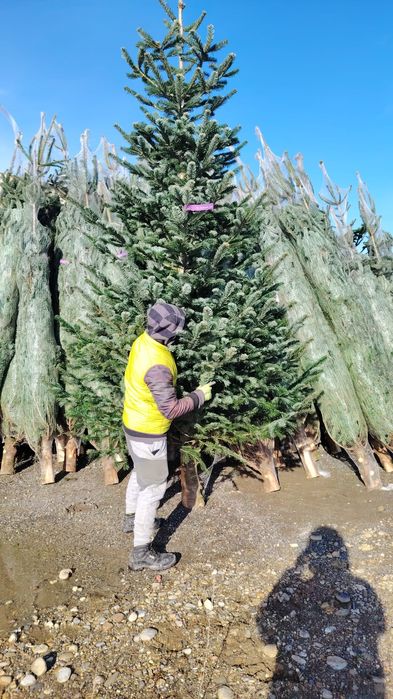 Vând brazi Danemarca  normand