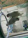 vand papagali agapornis pentru reproducere+cusca si mancare