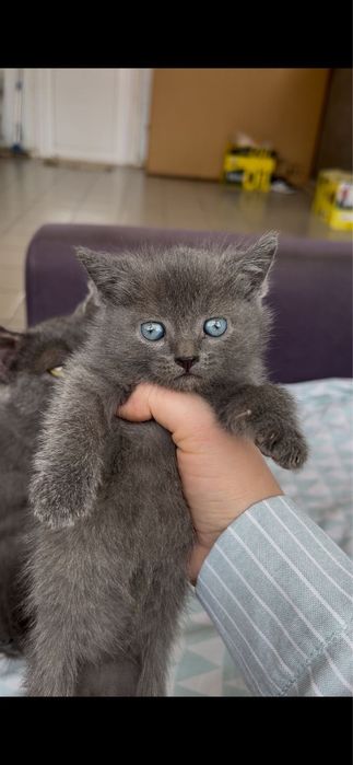 Отдам даром котят