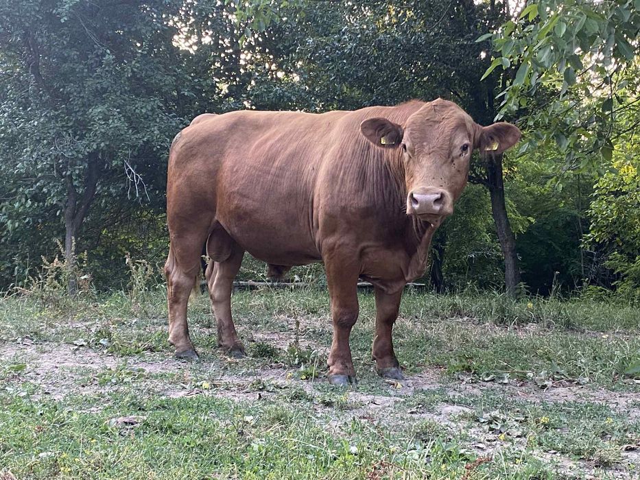 Taur Angus de vanzare