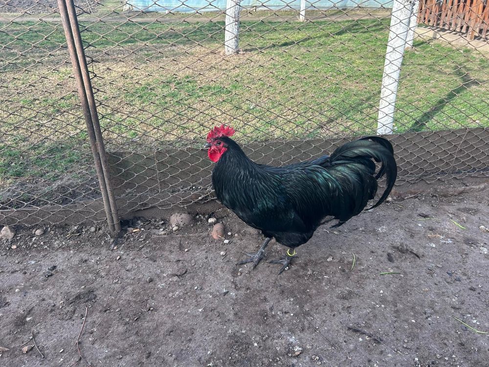 Cocoși Australorp