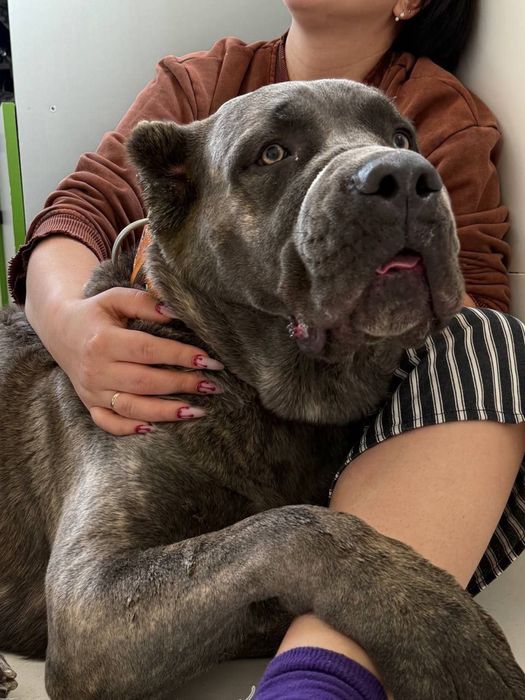 Продаются щенки Кане корсо