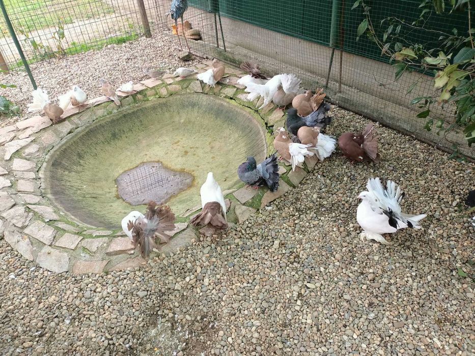 Vând porumbei voltati