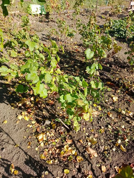 Продам саженцы чёрной смородины