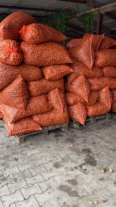 Nuci in coajă 2025 Cantități Mari