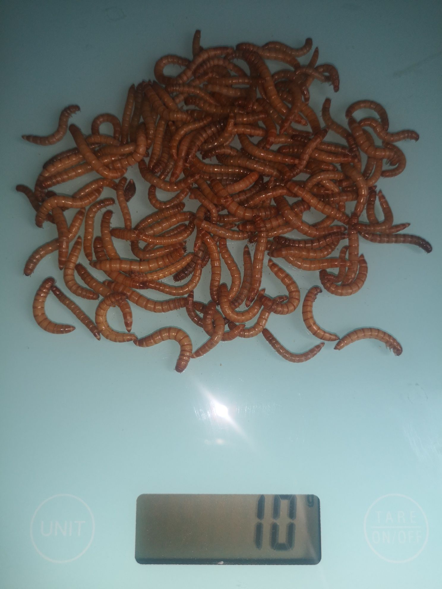 Hrana vie, viermi de făină, mealworms animaluțe de companie, păsării..