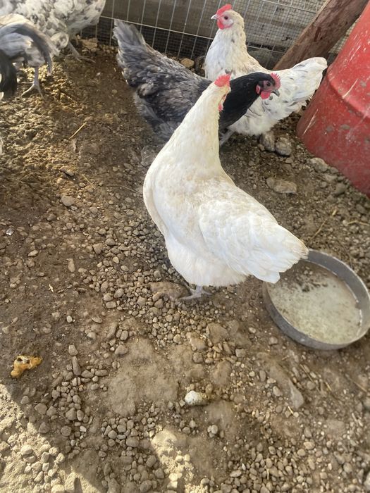 Gaina australorp alba