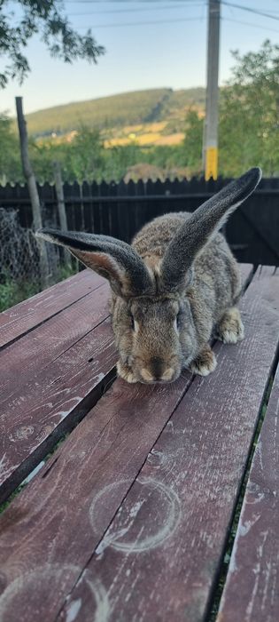 De vânzare Iepuroi Uriaș German