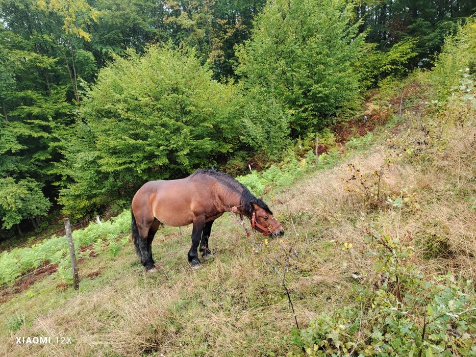 Vând cai, mai multe categorii!