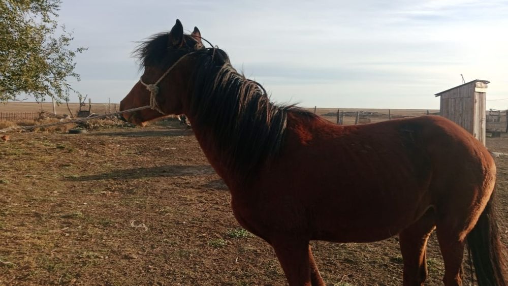 Ат сатылады мынгы