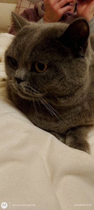 Продавам британска късокосместа