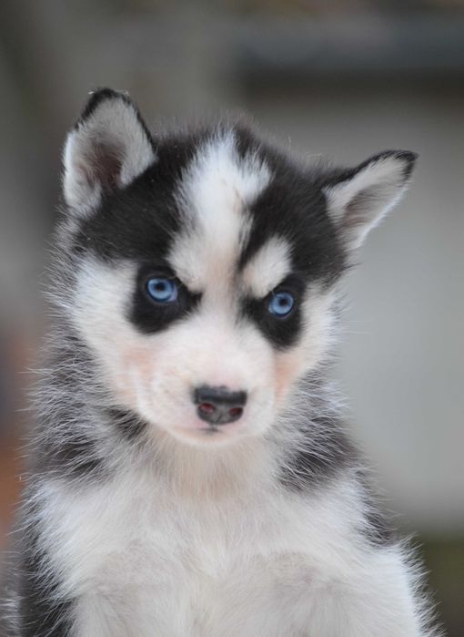 Husky Siberian cu pedigree