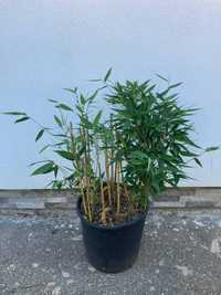 Bambus aclimatizat, rezistent la inghet