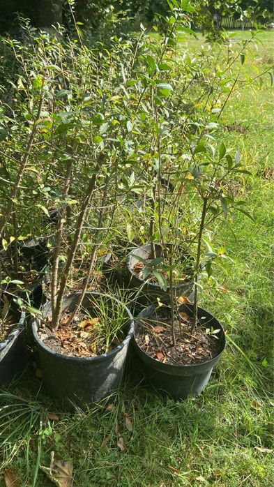 Lemn cainesc pentru gard viu