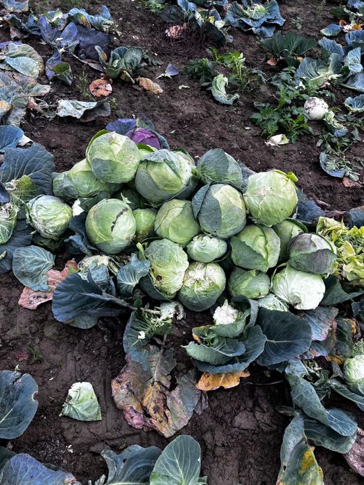 Vand varza romaneasca