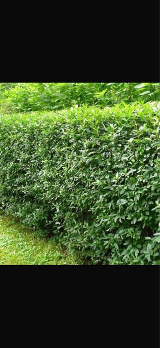 Gard Viu / Crestere Rapida