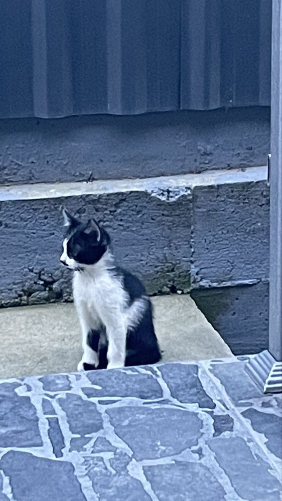 Pisoi dragalasi cauta casuta si iubire-Donatie