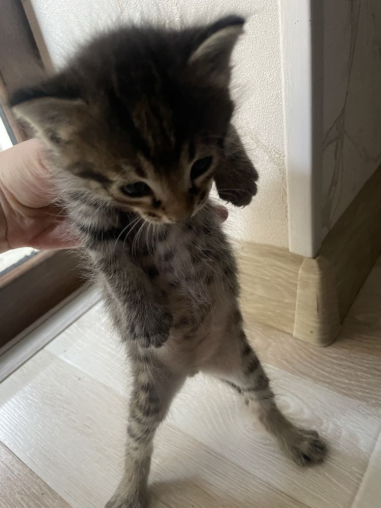 котята домашние 1 месячные