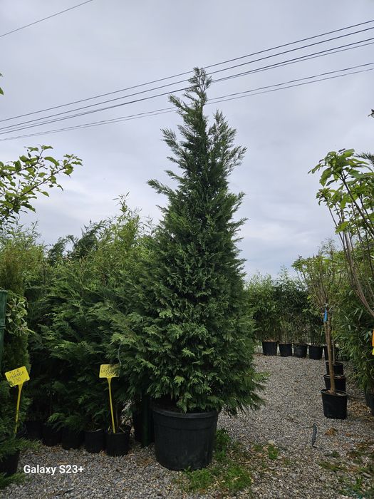 Vindem leylandii de foarte buna calitate