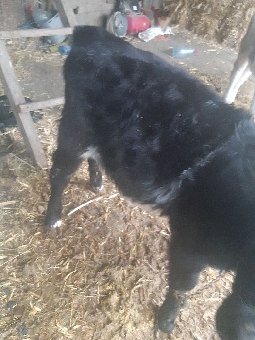 Vitea b belgian de vanzare