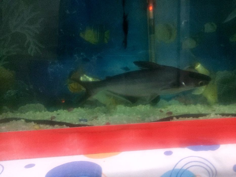 Акула мирный соглом