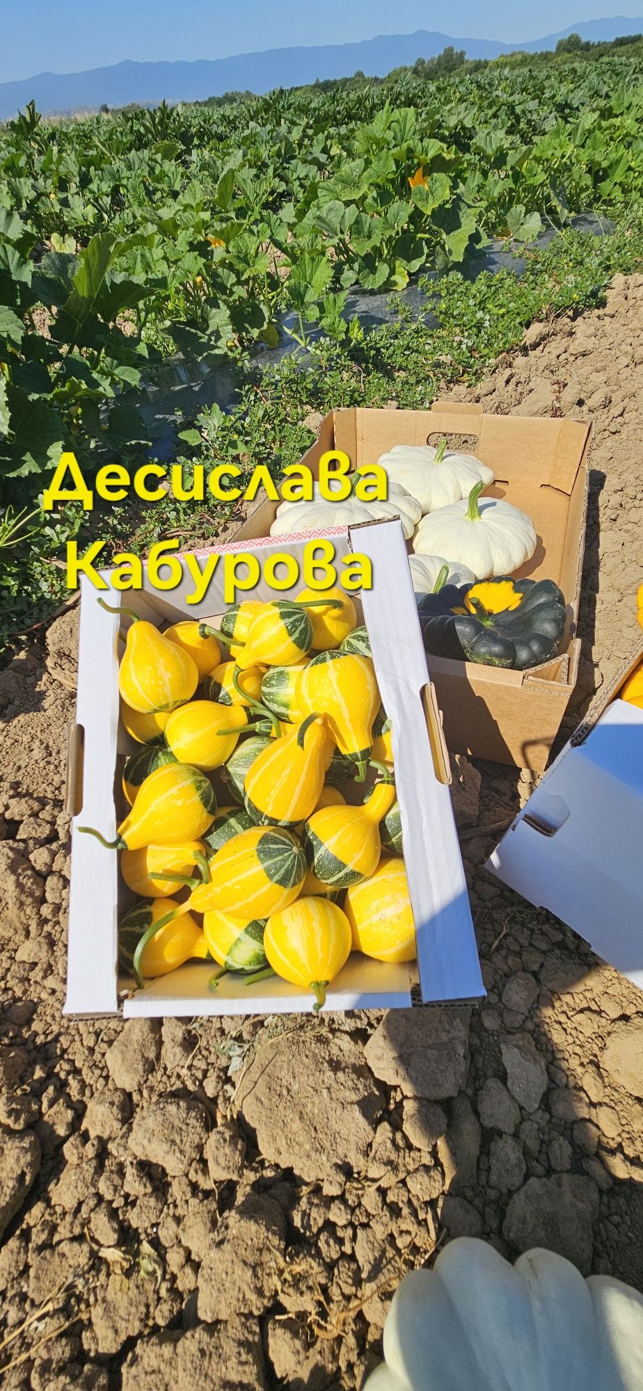 Декоративни тикви