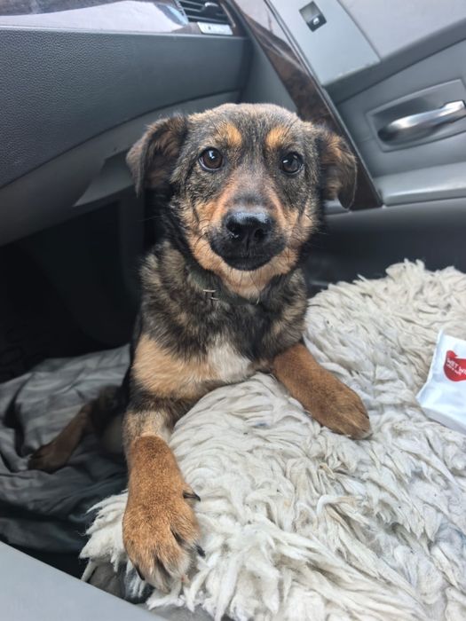 Собачка в поиске любящего дома