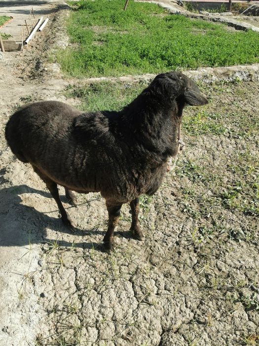 Хисори кучкор сотилади тезда семиз соглом хонаки сифатли йош!