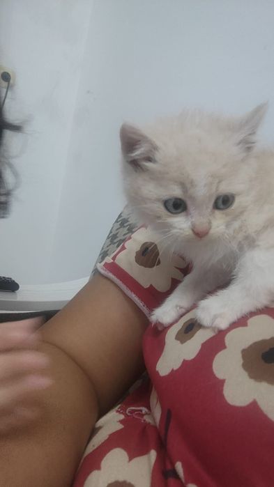 Отдам маленьеого котенка