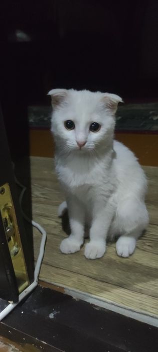 Девочка Умный/aqilliy mushuk 2oyli. 2 месяца.