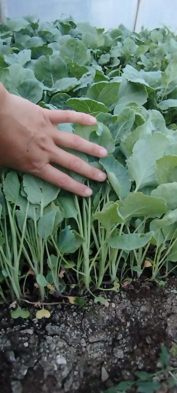 Продавам разсад Зеле
