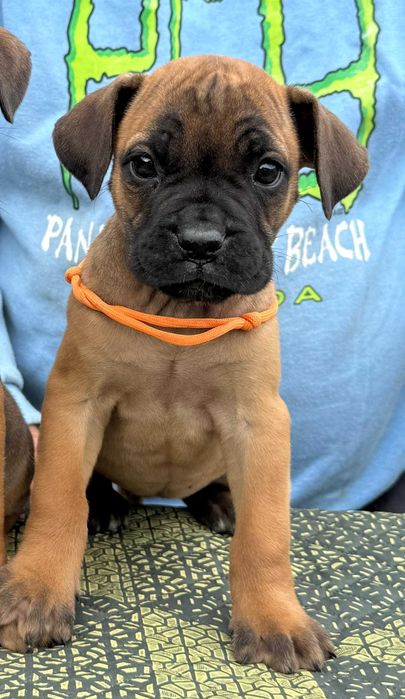 Cane Corso 2 luni