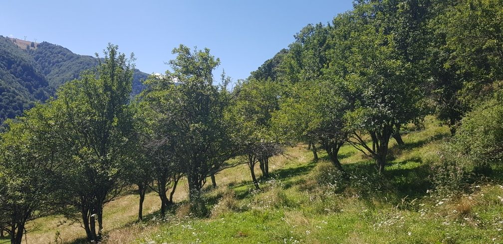 Teren cabana la munte (Sugag Transalpina)