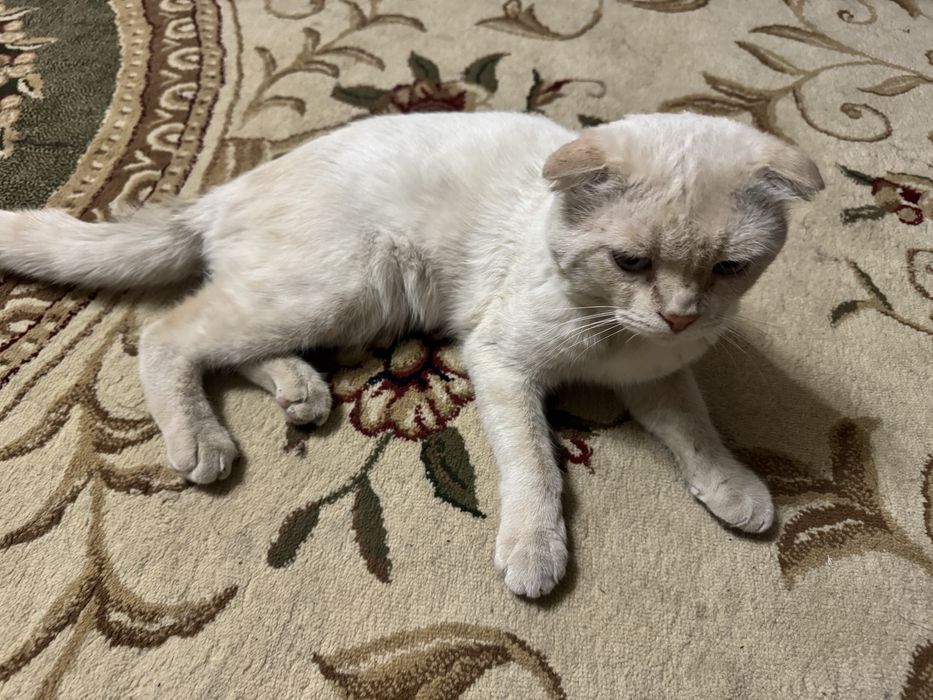 Продается домашняя кошка