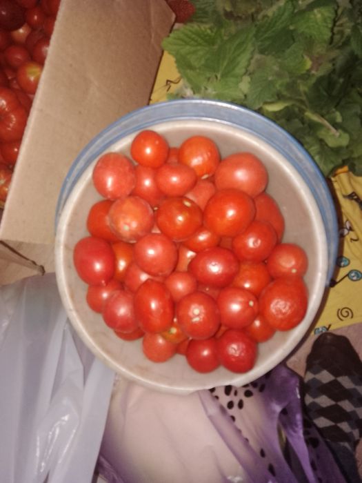 Продам дачные помидоры