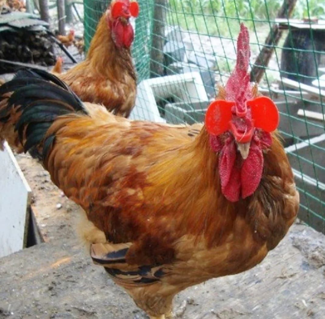 Ochelari pentru fazani, gaini