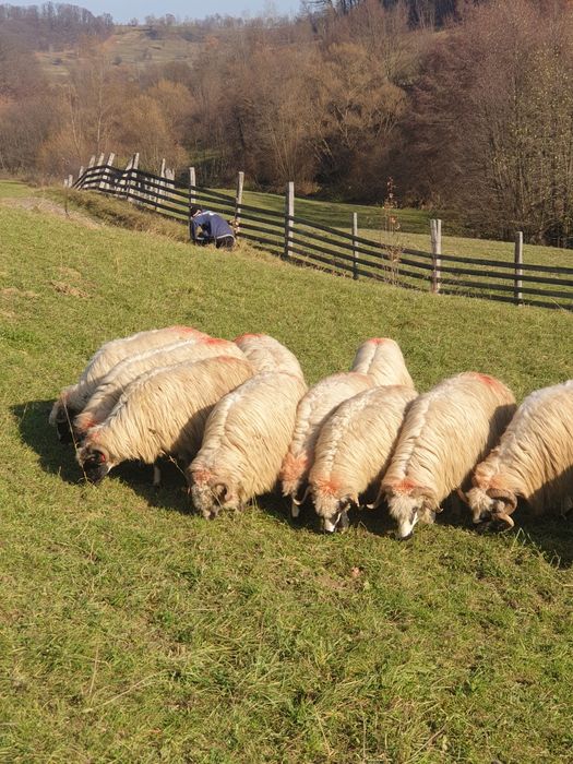 Vand oi breze și un berbec strămior