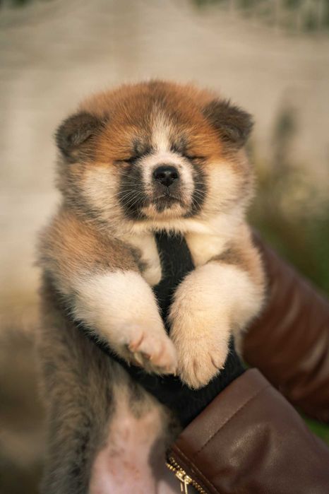 Акита ину бебета