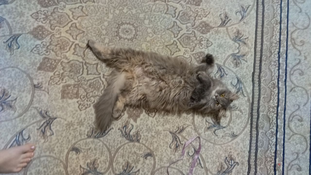 Отдам даром кошечку