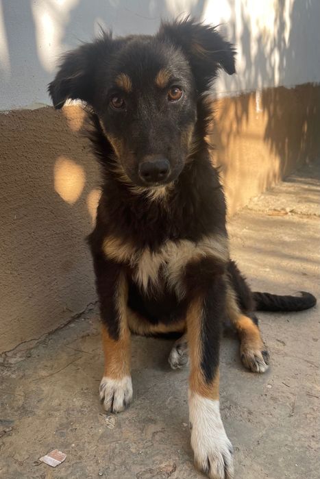 DONEZ pui caine maidanez femela