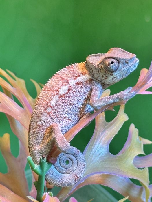 Пантеровый хамелеон