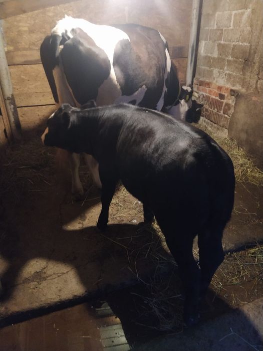 Vand vaca baltata romaneasca