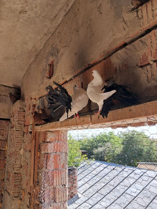 Porumbei Rotati coada neagră și coada rosie