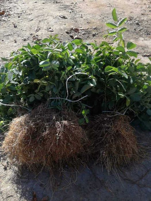 Разсад маслодайна роза